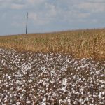 Brasil, una potencia agrícola en auge y un ejemplo con vulnerabilidades