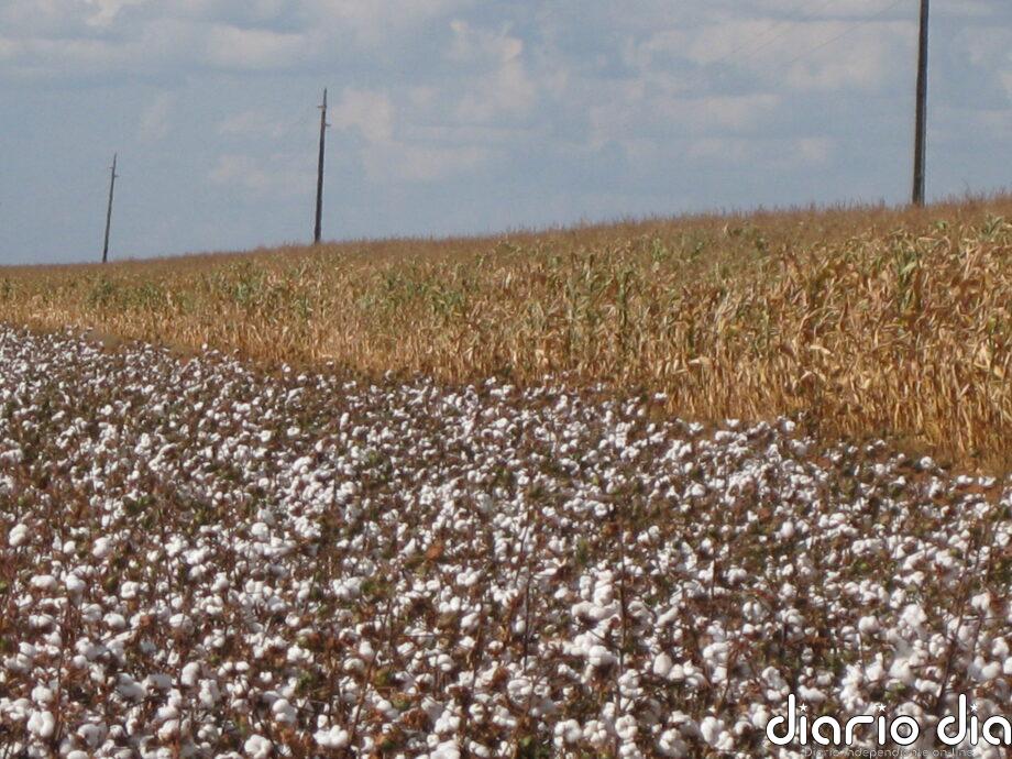Brasil, una potencia agrícola en auge y un ejemplo con vulnerabilidades