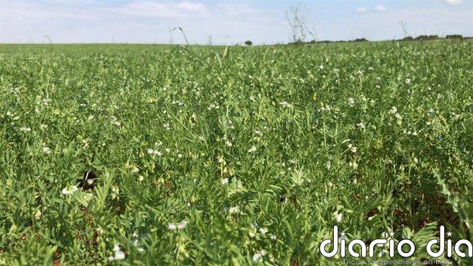 C-LM moviliza 14,2 millones para sostener explotaciones agrarias en ZEPA y zonas de montaña en 2026