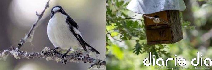 Cambiar de pareja aumenta el éxito reproductivo de los papamoscas cerrojillos, según el MNCN