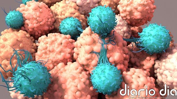 Células CAR-T 'con memoria' que no se agotan: así quieren frenar las recaídas del cáncer y el VIH