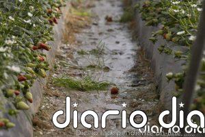 COAG-A pide al Ministerio aclarar de forma "urgente" cómo calcular los daños para acceder a las ayudas por las borrascas