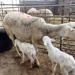 COAG cree que el acuerdo comercial UE-Australia es una "traición" a agricultores y ganaderos españoles