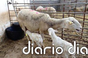 COAG cree que el acuerdo comercial UE-Australia es una "traición" a agricultores y ganaderos españoles