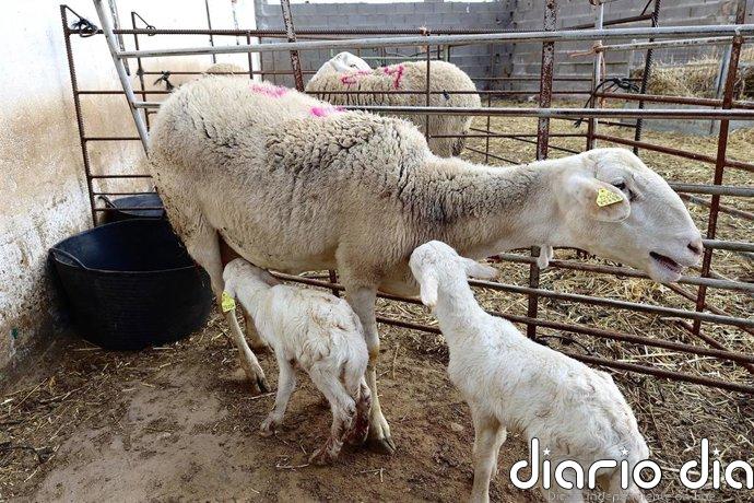 COAG cree que el acuerdo comercial UE-Australia es una "traición" a agricultores y ganaderos españoles