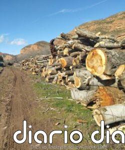 Colectivo Ecologista de Arnedo y el Cidacos denuncia ante la Fiscalía la tala de un bosque protegido en Herce