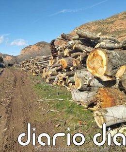 Colectivo Ecologista de Arnedo y el Cidacos denuncia ante la Fiscalía la tala de un bosque protegido en Herce