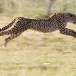 Convención internacional ampara a 40 nuevas especies migratorias