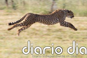 Convención internacional ampara a 40 nuevas especies migratorias