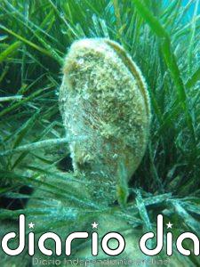 CSIC adjudica por 83.000 euros un contador de partículas para estudios de bivalvos y conservación de la nacra en el COMU