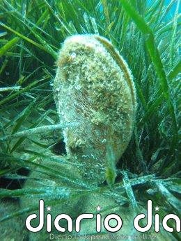 CSIC adjudica por 83.000 euros un contador de partículas para estudios de bivalvos y conservación de la nacra en el COMU