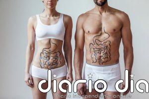 Descubren cuatro bacterias intestinales que transforman la grasa que engorda en grasa que quema calorías