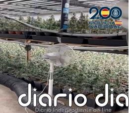 Desmantelada en la Zona Norte de Granada una nave dedicada al cultivo de marihuana con más de 1.200 plantas