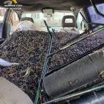 Detenidas tres personas en Val de Santo Domingo el hurto de 810 kg de aceitunas