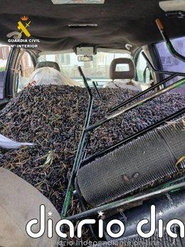 Detenidas tres personas en Val de Santo Domingo el hurto de 810 kg de aceitunas