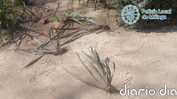 Detenido por provocar daños en plantas y mobiliario de los jardines del Paseo del Parque de Málaga