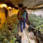 Detenido tras desmantelar una plantación de marihuana en un cortijo de Lucena (Córdoba)