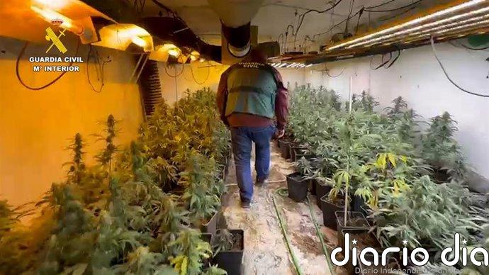 Detenido tras desmantelar una plantación de marihuana en un cortijo de Lucena (Córdoba)