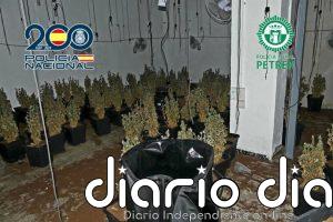 Detenido un hombre al desmantelar una plantación de marihuana en una nave de Petrer (Alicante)