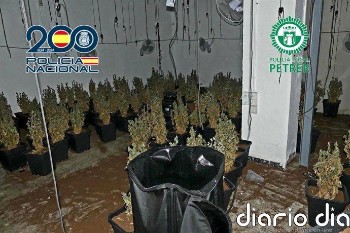 Detenido un hombre al desmantelar una plantación de marihuana en una nave de Petrer (Alicante)