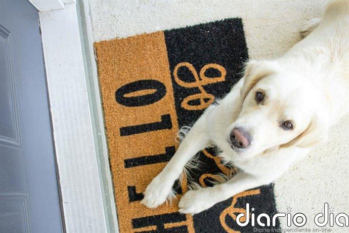 Dile adiós al felpudo clásico: una nueva alternativa gana popularidad en los hogares