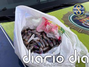 Dos detenidos en Sevilla por portar un kilo de hachís en bellotas de diez gramos en la barriada de El Cerezo