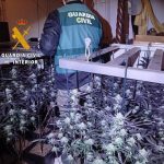 Dos detenidos tras desmantelar una plantación de cultivo de marihuana en Arenas (Málaga)