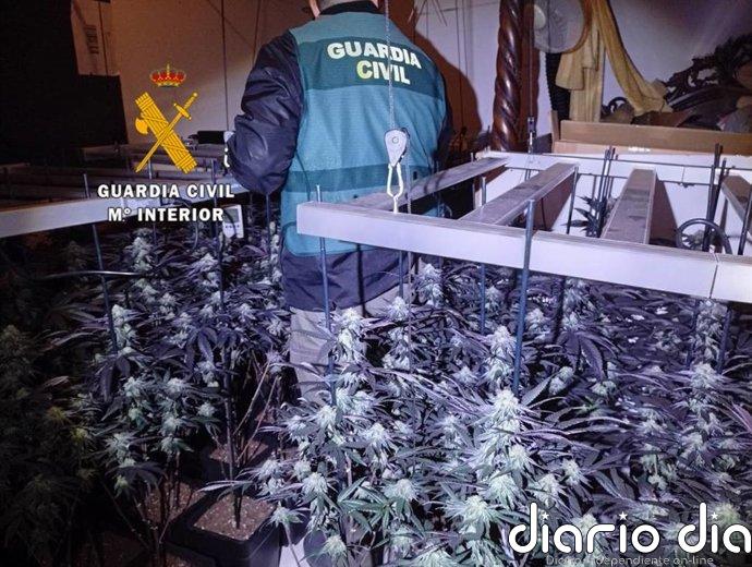 Dos detenidos tras desmantelar una plantación de cultivo de marihuana en Arenas (Málaga)
