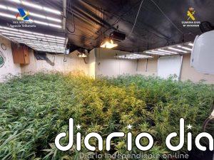 Dos detenidos y 757 plantas de marihuana intervenidas al desmantelar un punto de cultivo en Osuna (Sevilla)