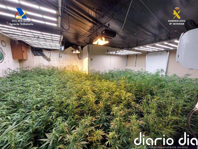Dos detenidos y 757 plantas de marihuana intervenidas al desmantelar un punto de cultivo en Osuna (Sevilla)