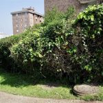 El detenido en relación a la muerte de un aficionado del Racing trabajó en el Albacete Balompié