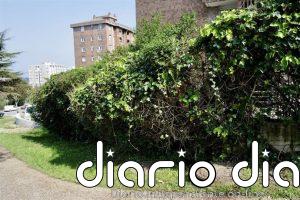 El detenido en relación a la muerte de un aficionado del Racing trabajó en el Albacete Balompié