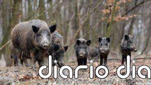 El Gobierno amplía el radio de acción para reducir la población de jabalíes en Ribamontán al Mar