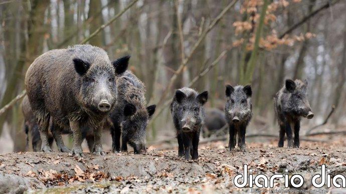 El Gobierno amplía el radio de acción para reducir la población de jabalíes en Ribamontán al Mar