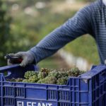 El Gobierno Vasco destina 2,1 millones de euros a ayudas para la cosecha en verde del viñedo en 2026