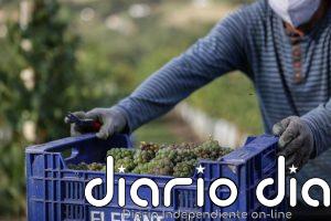 El Gobierno Vasco destina 2,1 millones de euros a ayudas para la cosecha en verde del viñedo en 2026