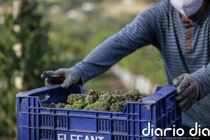 El Gobierno Vasco destina 2,1 millones de euros a ayudas para la cosecha en verde del viñedo en 2026