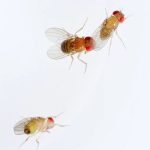 El primer atlas molecular del cerebro de la mosca revela cómo las neuronas adultas guardan la 'memoria' de su origen