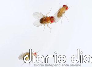 El primer atlas molecular del cerebro de la mosca revela cómo las neuronas adultas guardan la 'memoria' de su origen