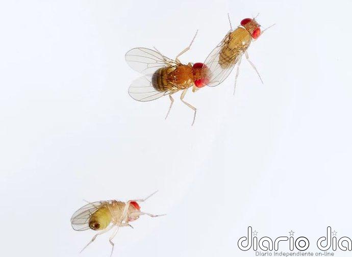 El primer atlas molecular del cerebro de la mosca revela cómo las neuronas adultas guardan la 'memoria' de su origen