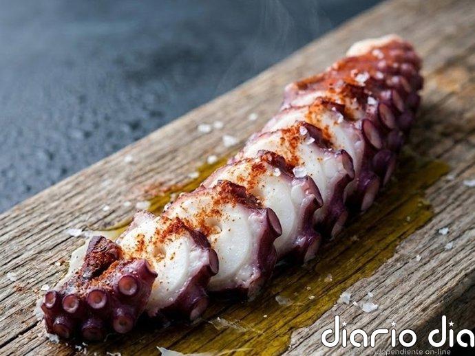 El pulpo de calidad Japón primera se convierte en uno de los ingredientes estratégicos de la alta cocina