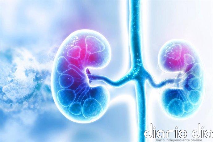 Empresas.- MSD y Eisai anuncian resultados positivos de 'Welireg' más 'Lenvima' para carcinoma de células renales