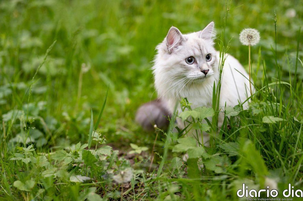 Es más común de lo que parece: las razones por las que los perros y los gatos comen hierba