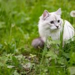 Es más común de lo que parece: las razones por las que los perros y los gatos comen hierba