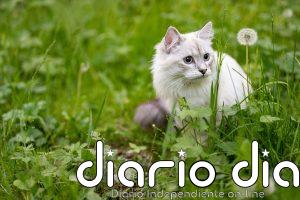 Es más común de lo que parece: las razones por las que los perros y los gatos comen hierba