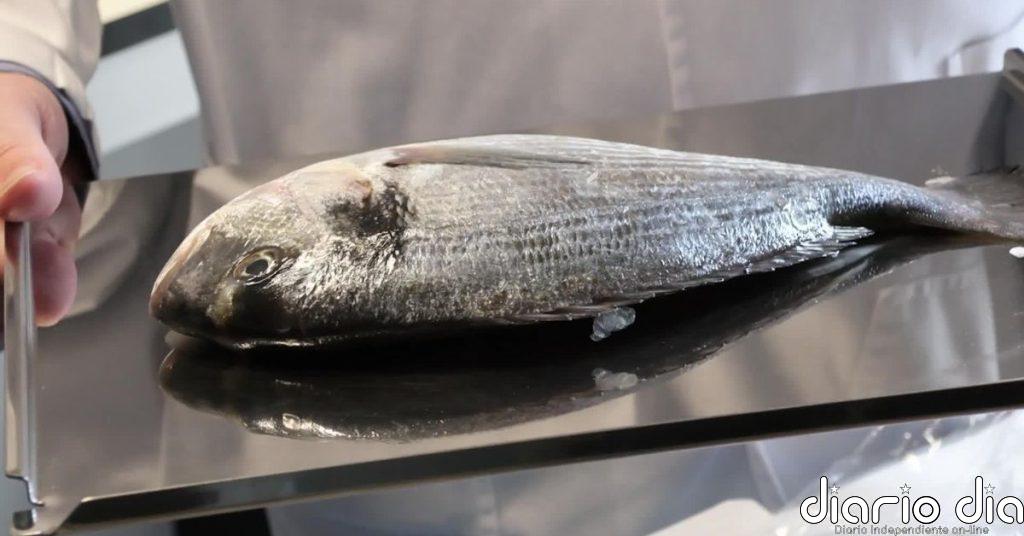 Escamas de peces para regenerar la córnea