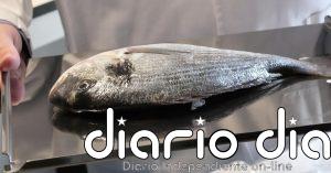 Escamas de peces para regenerar la córnea