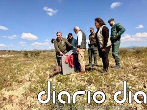 Extremadura cede un lince ibérico a la Región de Murcia para reforzar la población de la especie