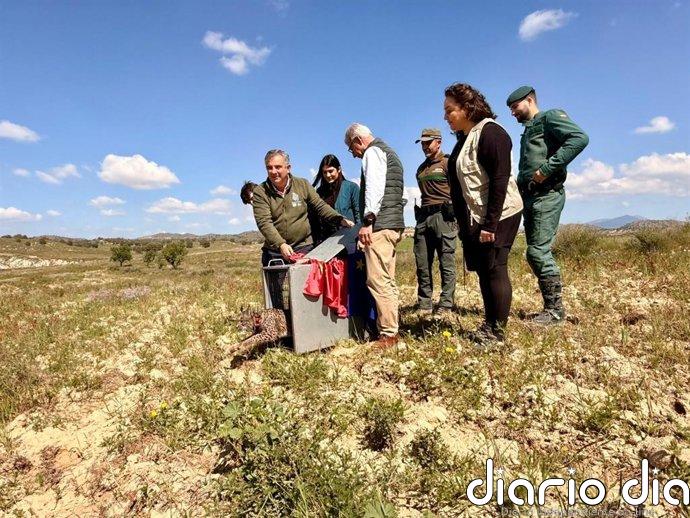 Extremadura cede un lince ibérico a la Región de Murcia para reforzar la población de la especie