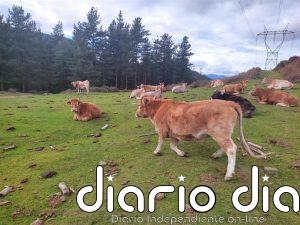 Gobierno vasco pide ampliar a Euskadi la zona I de vacunación contra la DNC y 80.000 dosis tras el último foco en Huesca